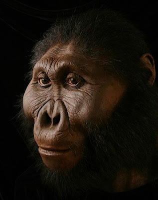 Paranthropus Boisei