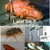 Bioekologi Lalat Bibit