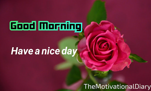 Best good morning quotes for love/Good morning quotes for friends/ Good morning quotes for love/ Good morning quotes for friends