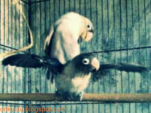 gambar burung lovebird kawin