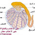 العقم عند الرجال و النساء