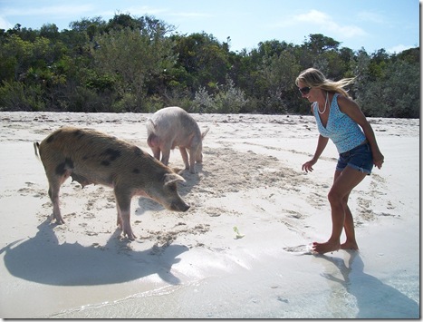 pigs on beach 014