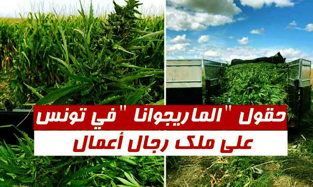 حقول ''قنب هندي'' في تونس