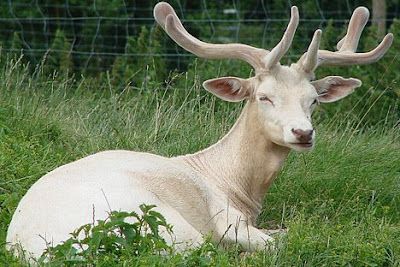 35 Ghosts of Nature - Albino Animals of the Wild