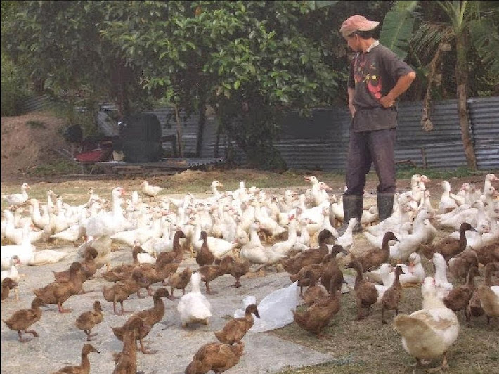 Itik Telur -Khaki Campbell, Itik Daging -Muscovy, Serati ...
