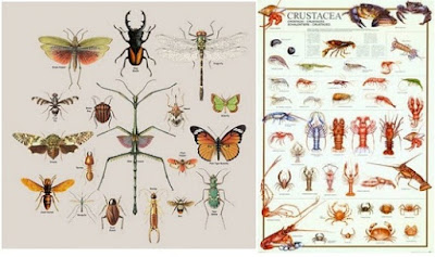  Contoh  Hewan  Invertebrata  Dan Makanannya Contoh  O