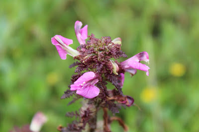 Moeraskartelblad - Reade Rinkelbel - Pedicularis palustris