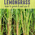 How to Grow Lemongrass #Organic_Gardening