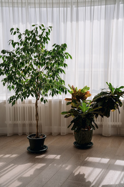 Ficus and Codiaeum houseplants near window with light tulle curtains. High quality photo