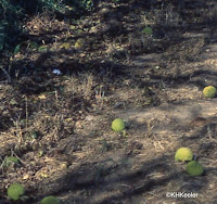 Osage-orange fruits