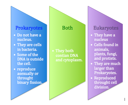 animal cell organelles diagram. cells organelles,