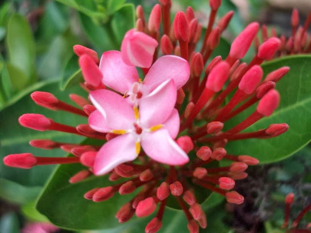 Ixora Coccinea Pink Half Bud