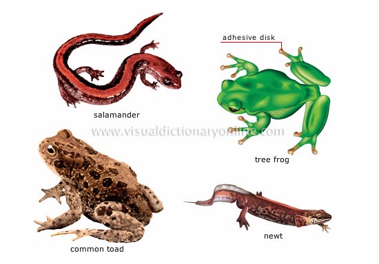 EKA SAPRI ALVYANTO KELAS AMPHIBIA 