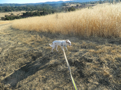 Freckles the Dog