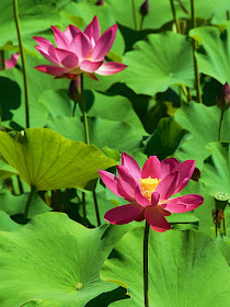 Nelumbo Nucifera Lotus Flowers by Jeanne Selep