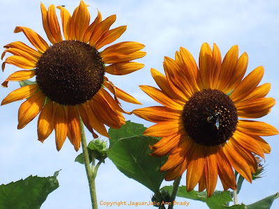 A Pretty Duet of Autumn Beauty Sunflower Blossoms with Bee