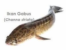 ikan_gabus photo ikan_gabu.jpg