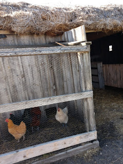 chickens in a rustic dugout barn at the Ingalls homestead