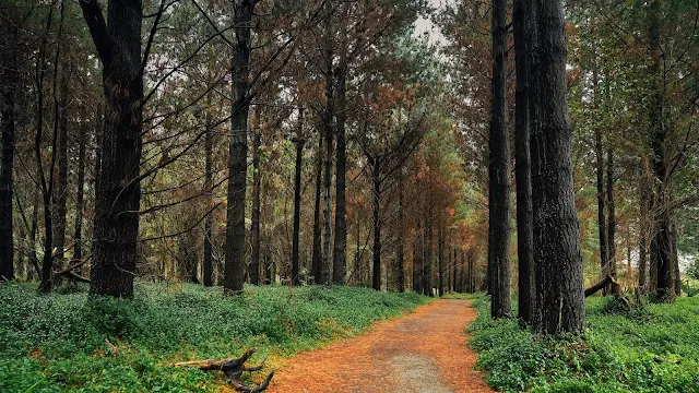 Floresta, Pinho, Caminho, Árvores, Natureza