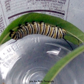 #5 Monarch Butterfly Caterpillar on Tropical Milkweed Leaf June 6, 2018