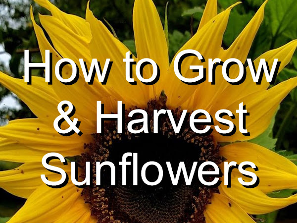 Growing & Harvesting Sunflowers (for human food, livestock feed, and more!)