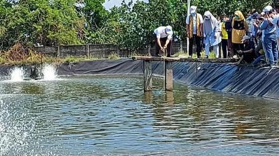 Sumatera Barat Menatap Usaha Tambak Udang Tingkatkan Perekonomian Daerah.