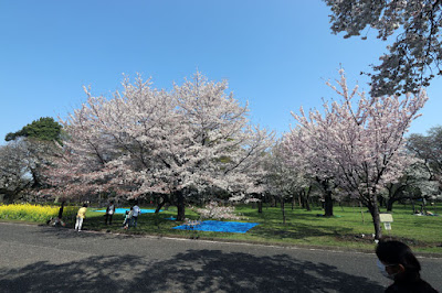 20180401小金井公園