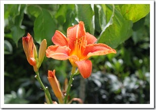 IMG_4371