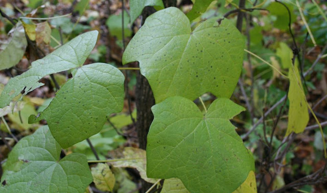 Moonseed vines with twining stems and fading leaves.