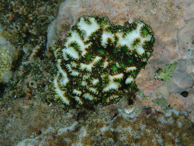 Dipsastaea sp