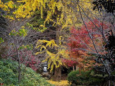 Autumnal tints: Kencho-ji