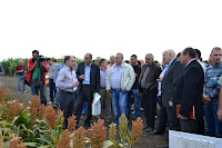 September 10, 2013 at the Regional Research and Training Center of Mykolayiv NAU Field Day on the technology of cultivation of sorghum was held.