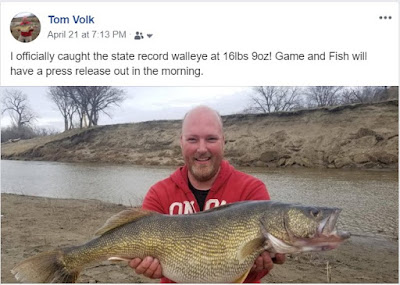 North Dakota Record Walleye caught in April of 2019 by Tom Volk in the Heart River in Mandan North Dakota. 