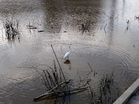 Egret - Huntley Meadows September 2018