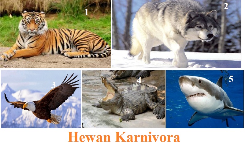 Contoh Hewan (Binatang) Karnivora dan Penjelasannya - Dede 