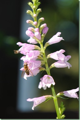 physostegia virginiana