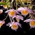  Dendrobium loddigesii - Hoàng Thảo Nghệ Tâm