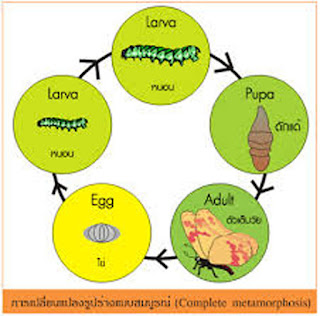   วัฏจักรผีเสื้อ, วัฏจักรผีเสื้อ ภาษาอังกฤษ, วงจรผีเสื้อ การ์ตูน, วงจรชีวิตผีเสื้อ ภาษาอังกฤษ, วัฏจักรชีวิตของผีเสื้อไหม, วงจรชีวิตผีเสื้อกลางคืน, วงจรชีวิตผีเสื้อ พร้อมอธิบาย, ไข่ผีเสื้อ, วงจรชีวิตผีเสื้อ ระบายสี
