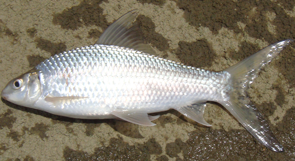 fish farming, commercial fish farming, carp fish farming, commercial carp fish farming