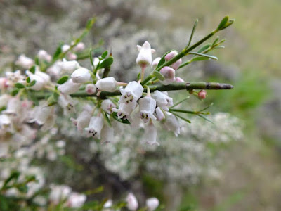 flor de Brusquilla