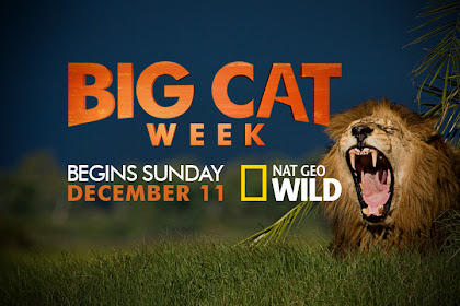 big cat country episodes