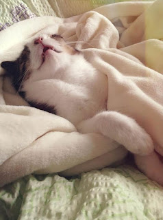 Conoce a Monty, el adorable gato con una cara inusual