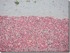 cranberry pickin' - The Backyard Farmwife