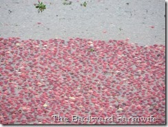 cranberry pickin' - The Backyard Farmwife