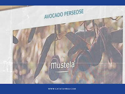 Mustela avocado perseose