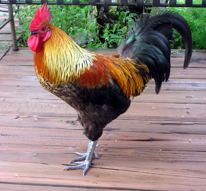 Rooster Pictures 1