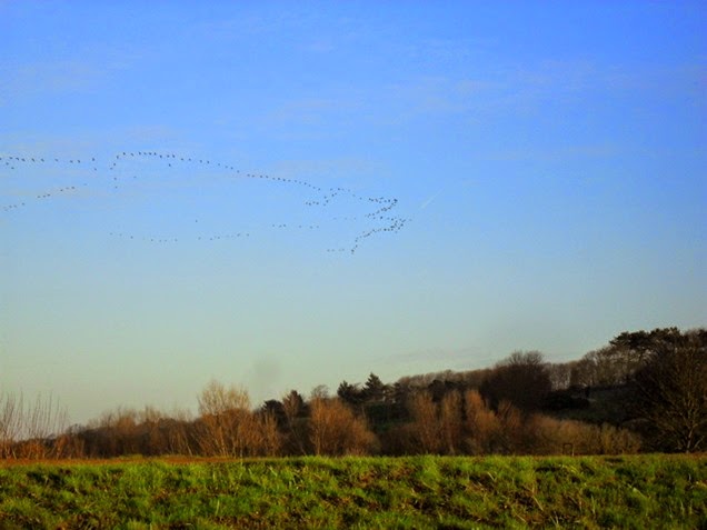 geese flying in - Blakeney