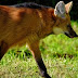 Descubra quem é o lobo-guará animal símbolo do Brasil: o "semeador do Cerrado"