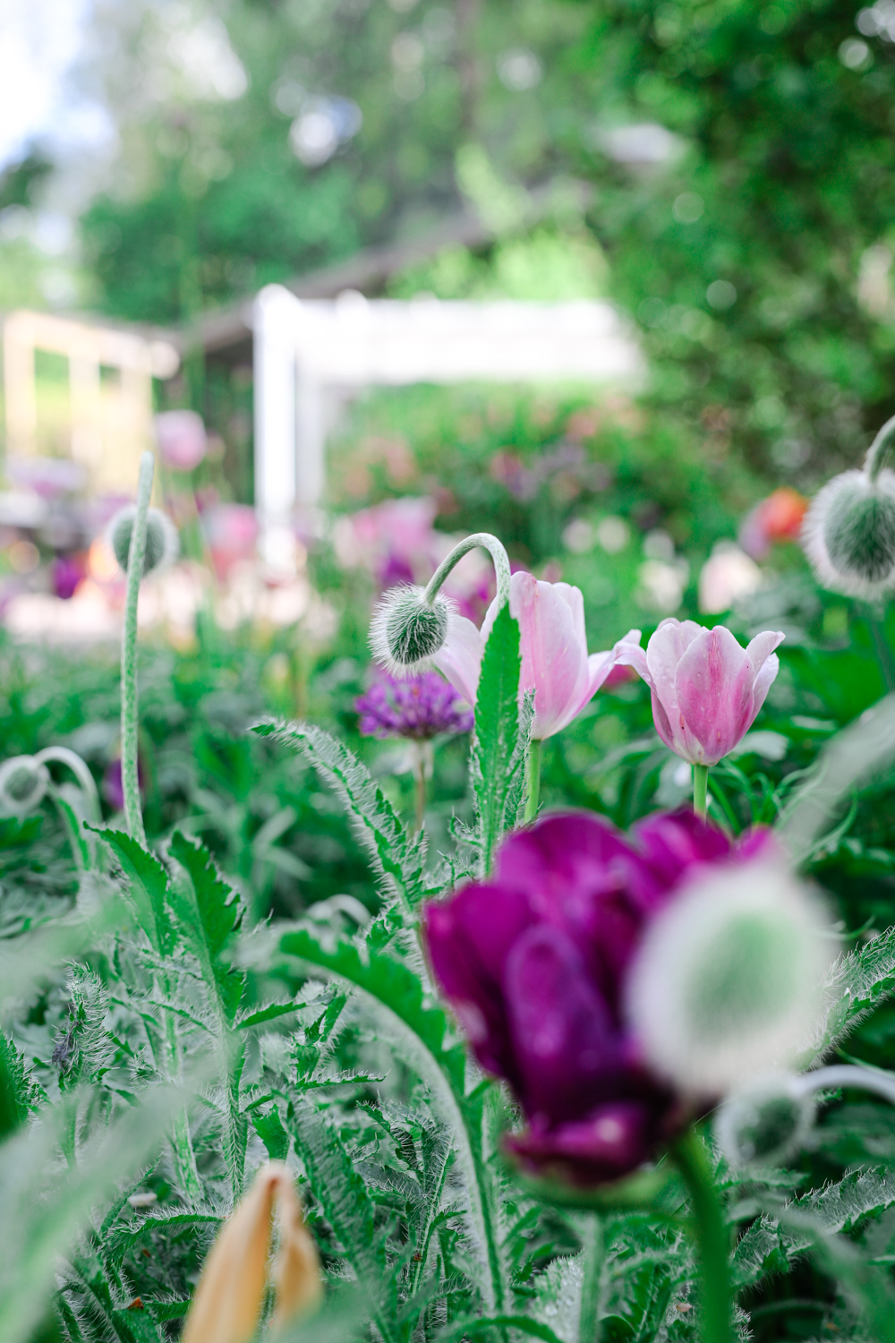 papaver-100outdoor