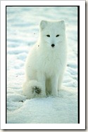 arctic_fox_snowy